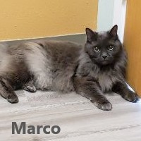 Adopt Marco 